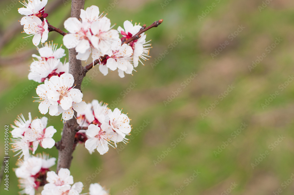 Obraz premium Cherry blossoms 