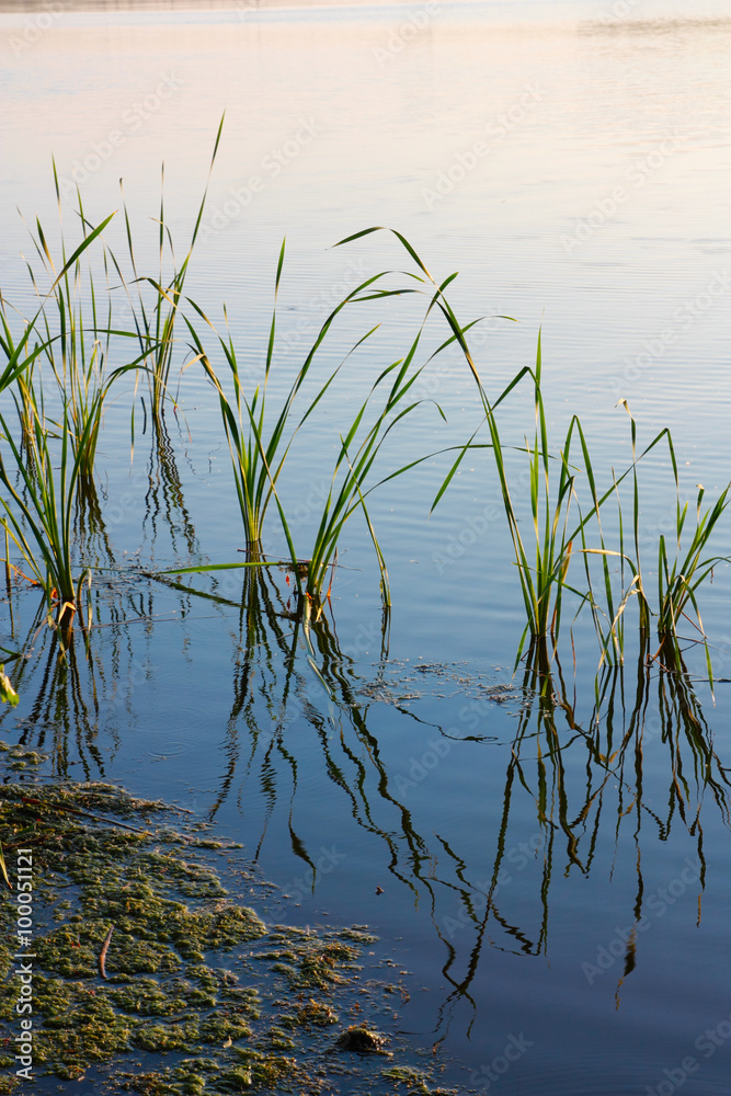 Reeds Reeds
