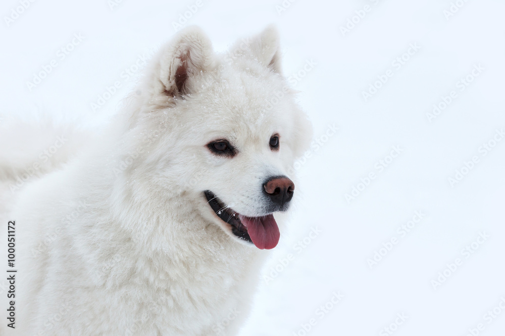 white Samoyed dog on the snow background.