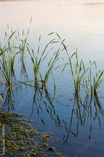 Reeds