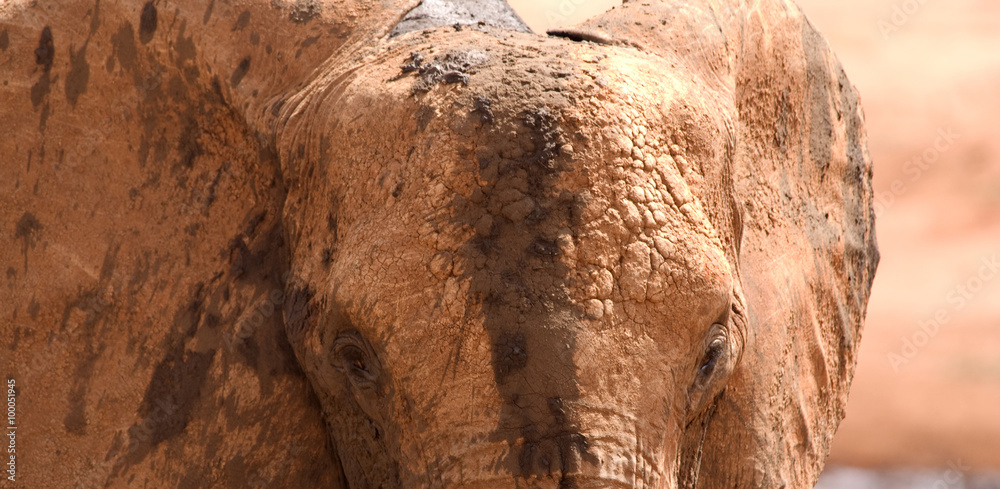 Obraz premium Elephants in Tsavo East National Park