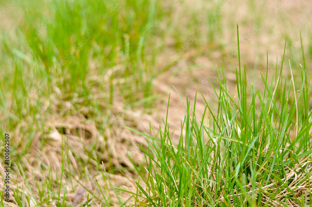 Green and dead grass Green and dead grass
