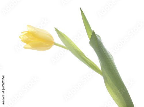 a yellow tulip thread