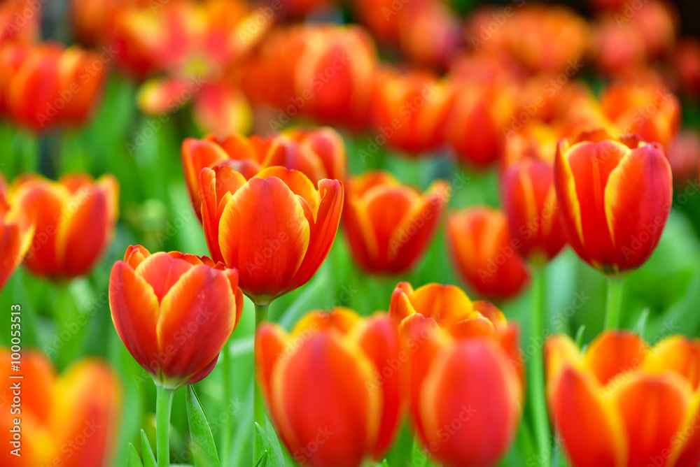 Tulip Tulip