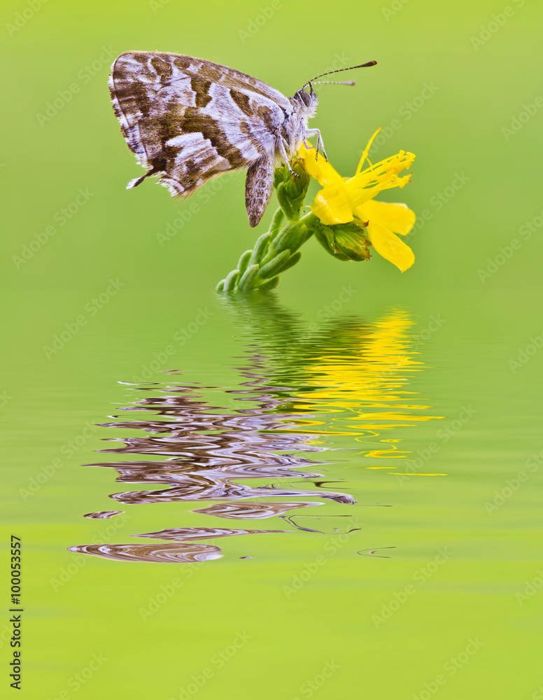 mariposa en la flor reflejada en el agua Stock Photo | Adobe Stock