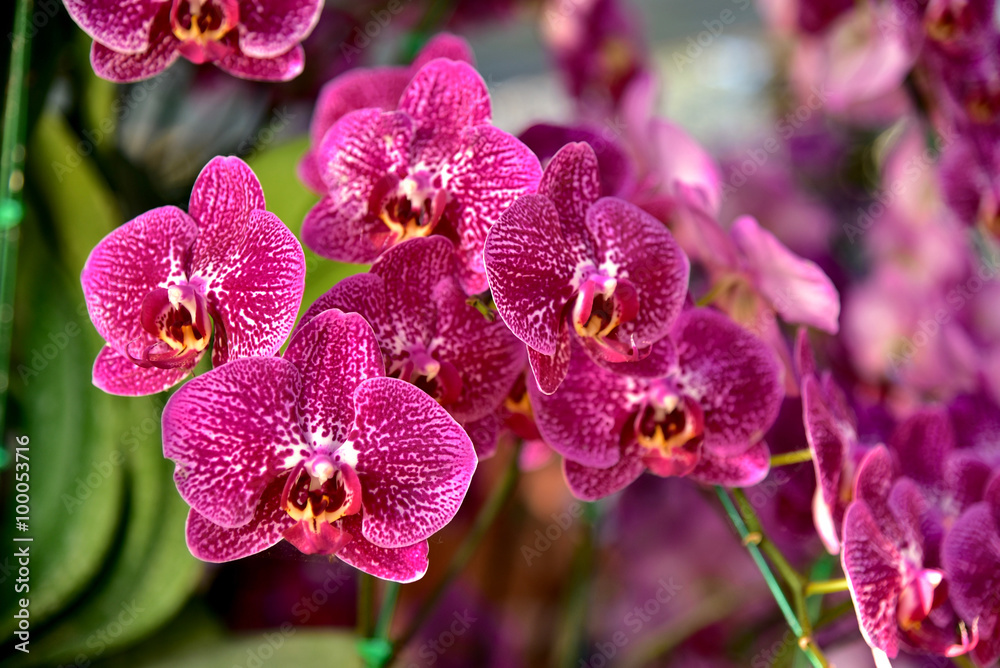 Thai orchid