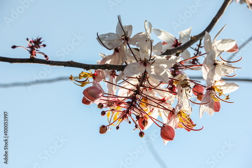 Java Cassia, Pink Shower, Apple Blossom Tree, Rainbow Shower Tree (Cassia javanica)