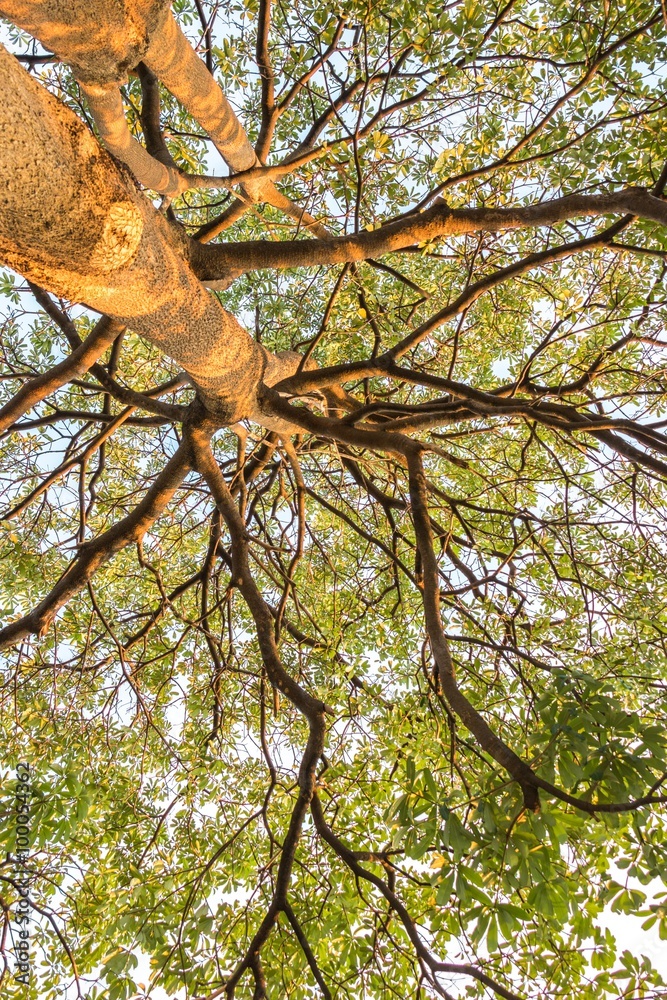 Fototapeta premium Tree in the park