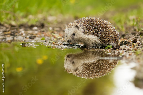 Valokuva European hedgehog and the water