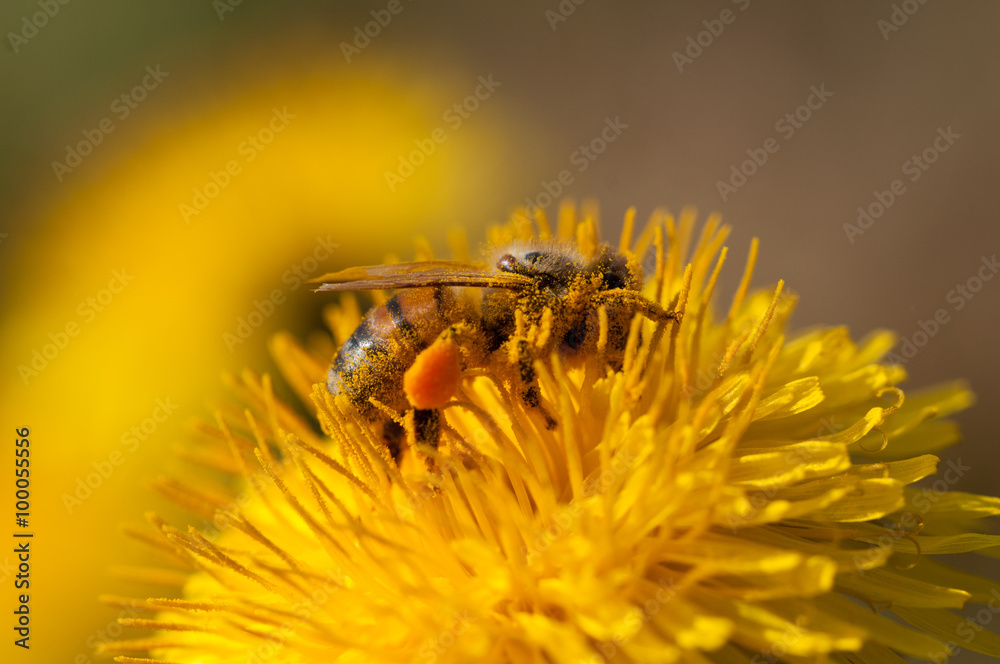 ape raccoglie polline su tarassaco - obrazy, fototapety, plakaty 
