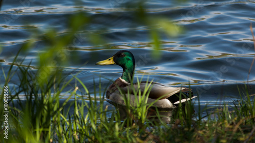 Duck patroling photo