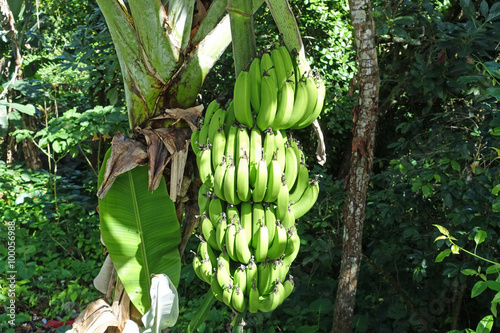 Grüne Bananenstaude, Dominikanische Republik