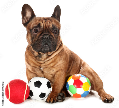 French Bulldog with three balls dog toys photo