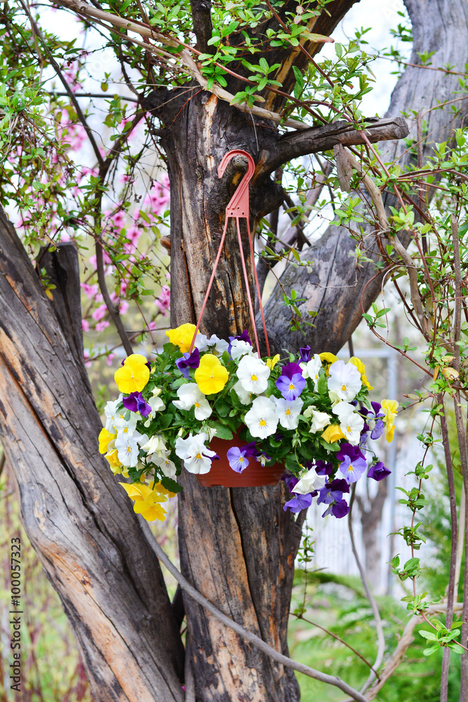 petunia flowers in hanging basket