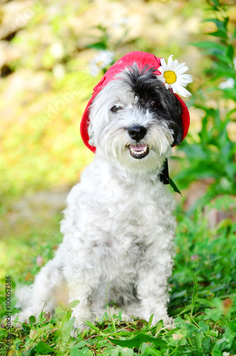 white poodle dog with red hat looking at the camera in a green garden