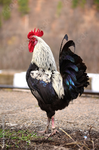 beautiful rooster crowing on the street Fototapeta