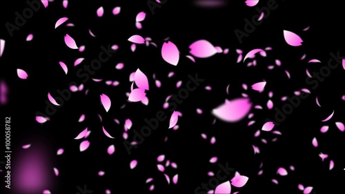 Sakura Cherry Blossoms Animation