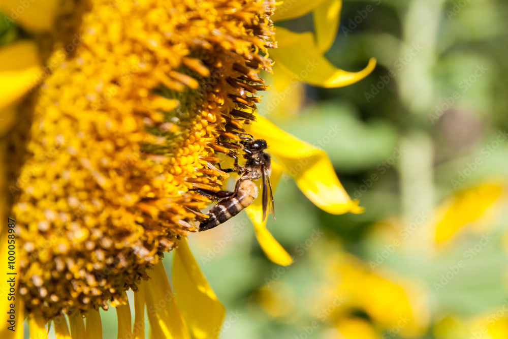 Obraz premium Sunflower and Bee