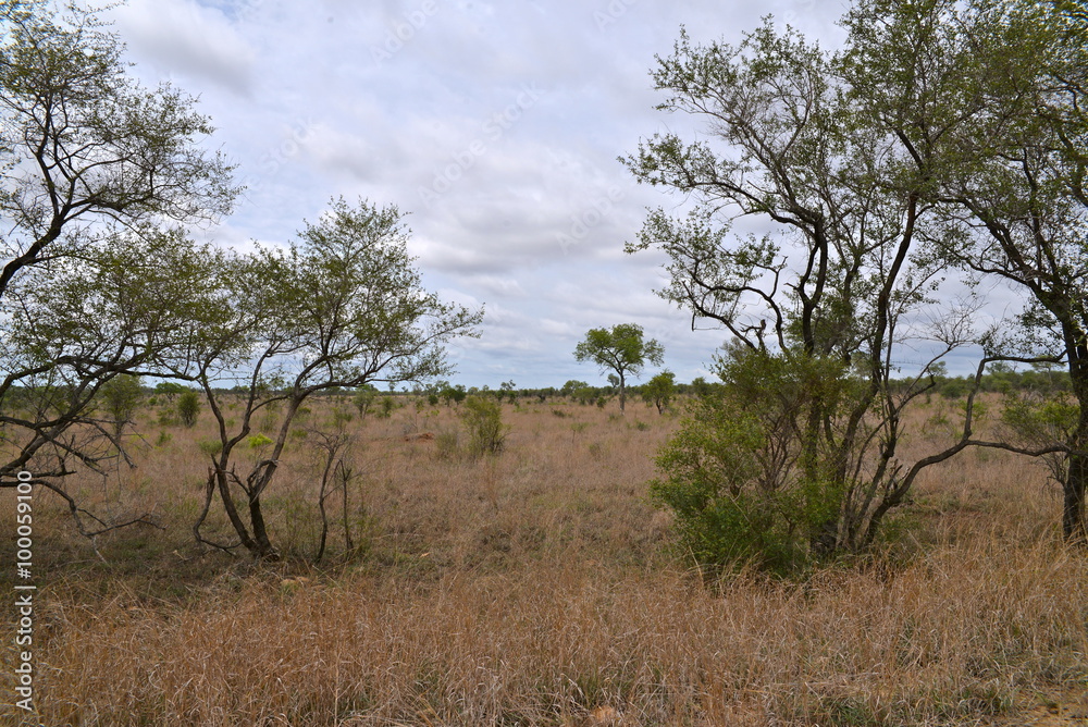 Savane, Afrique du Sud, parc Kruger