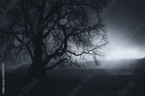 dark morning old tree