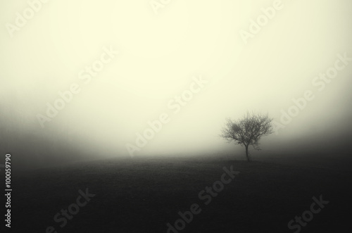minimal dark landscape tree...