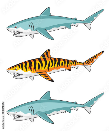 Three versions of a shark illustration