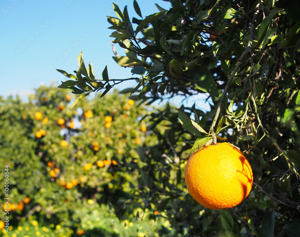 Valencian orange and orange blossoms Valencian orange and orange blossoms