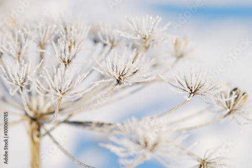 dry flower in frost on a snowy background