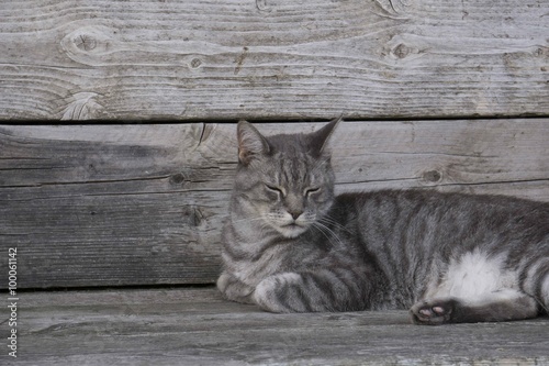 Graue katze auf grauer Holzbank