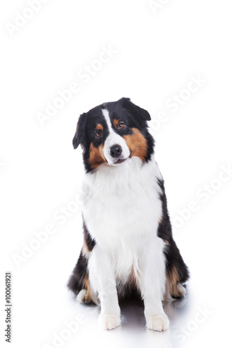 Dog breed Australian Shepherd, Aussie © Anna Averianova