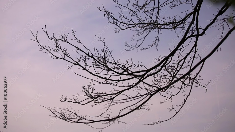 Gently moving tree branch in wind on cludy sky background.