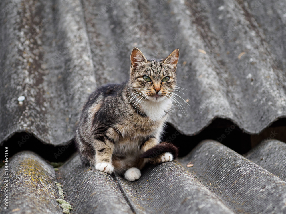 Country cat Country cat