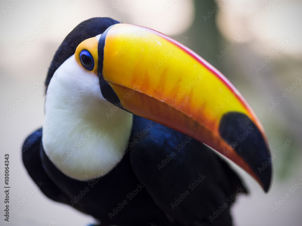 Fototapeta premium Exotic toucan bird in natural setting in Foz do Iguacu, Brazil.