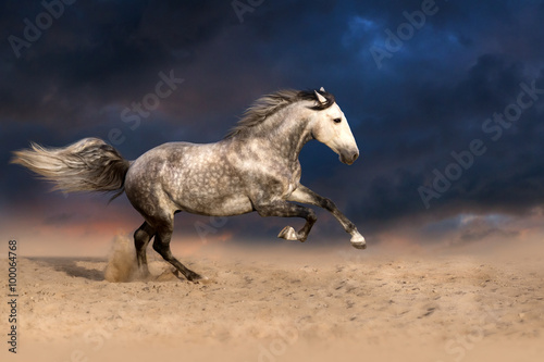 Beautiful grey stallion run in desert