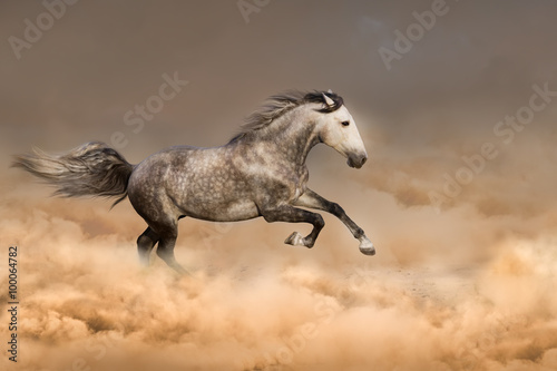 Beautiful horse run gallop in dust