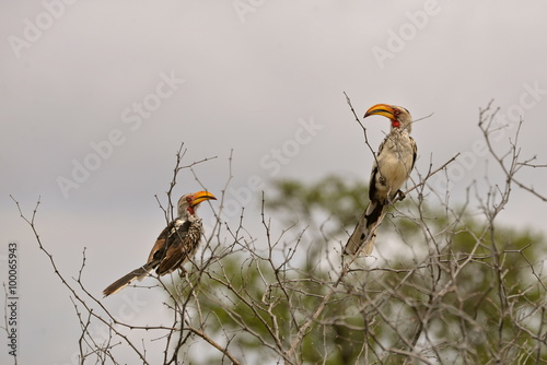 Calao à bec jaune, oiseau, Afrique photo