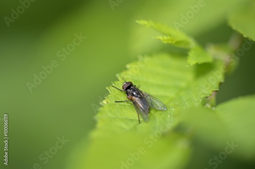 Fly on green leaf