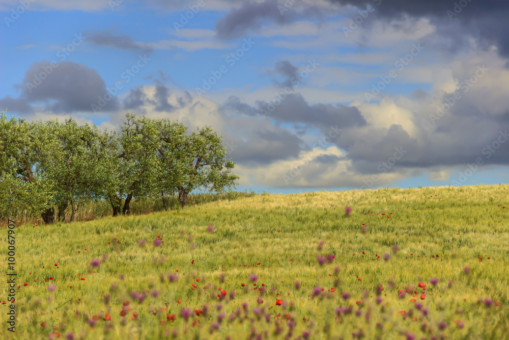 Obraz premium RURAL LANDSCAPE SPRING. Between Apulia and Basilicata:olive grove in the cornfield with poppies.ITALY