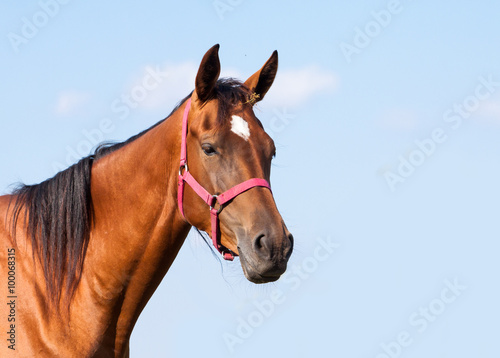 portrait of a bay horse