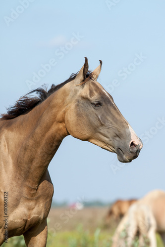 purebred akhal-teke horse portrait © Mari_art
