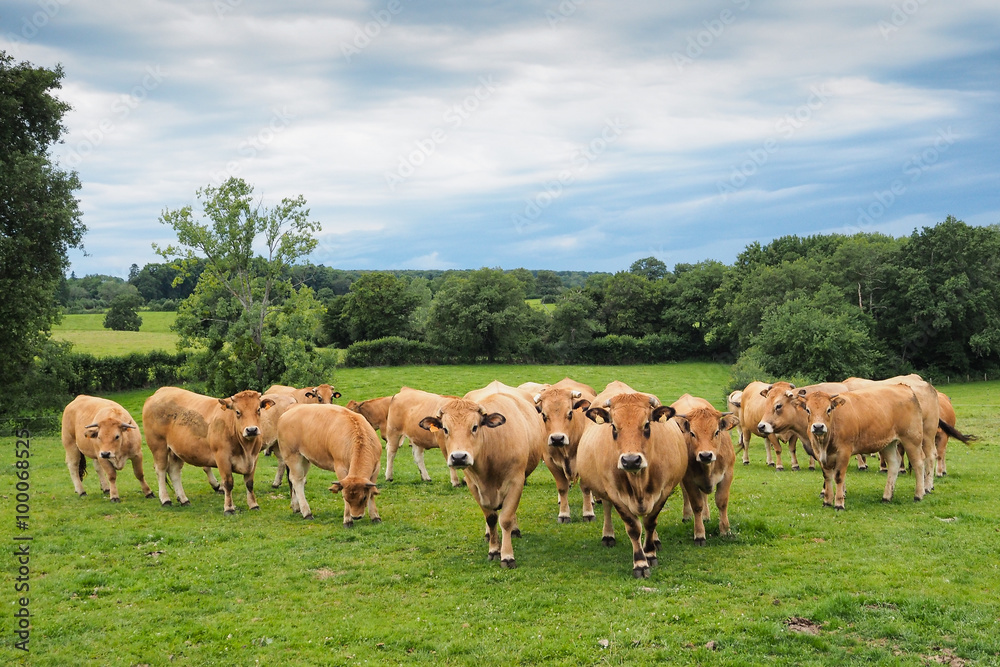 herd of cows on green meadow with clouds above herd of cows on green meadow with clouds above