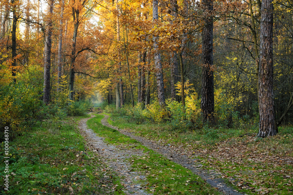 Obraz premium Road in the fall forest
