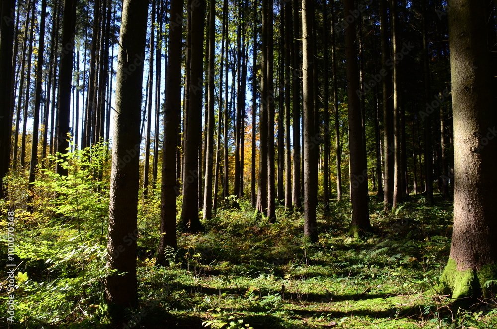 Fototapeta premium Wald und seine Stimmung