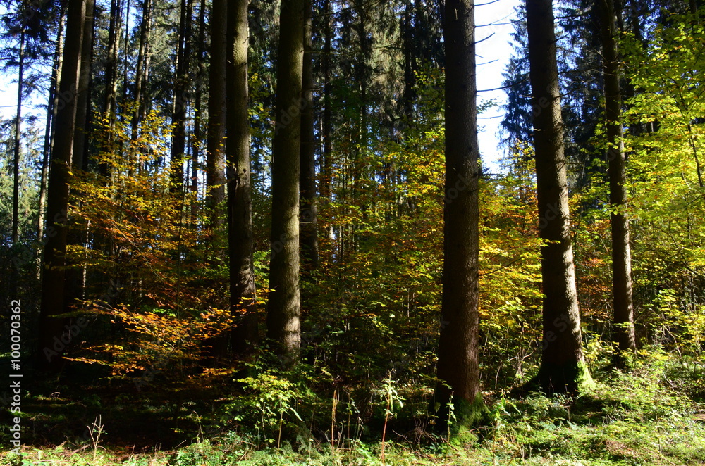 Fototapeta premium Wald und seine Stimmung