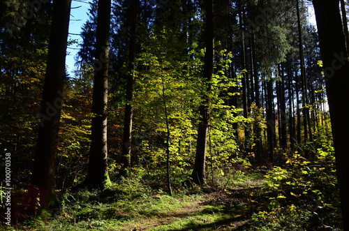 Fototapeta Naklejka Na Ścianę i Meble -  Wald und seine Stimmung