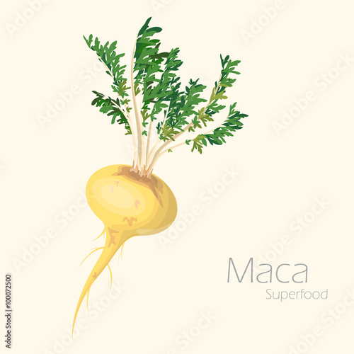 Vector illustration of maca for your design. photo