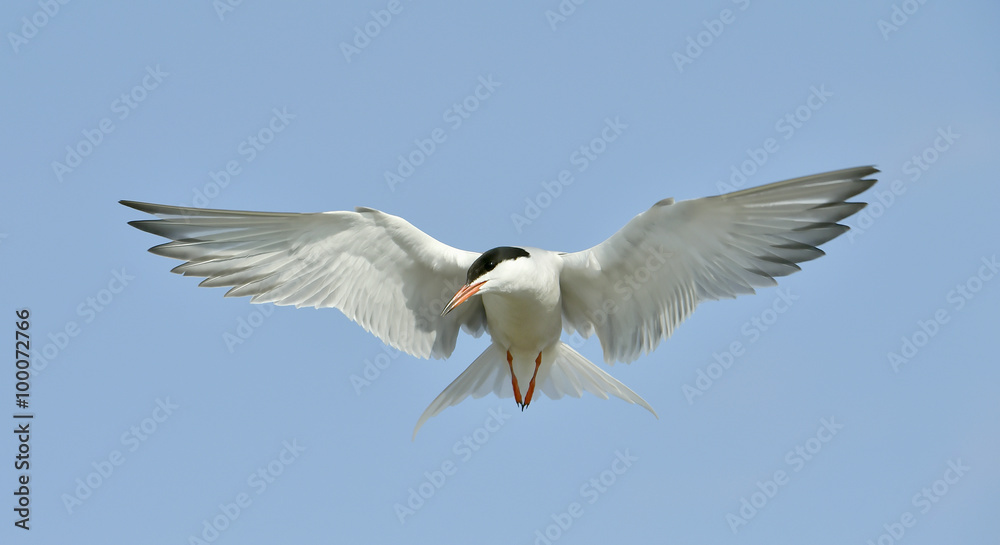 Fototapeta premium Adult common tern in flight on the blue sky background. Blue Sky background