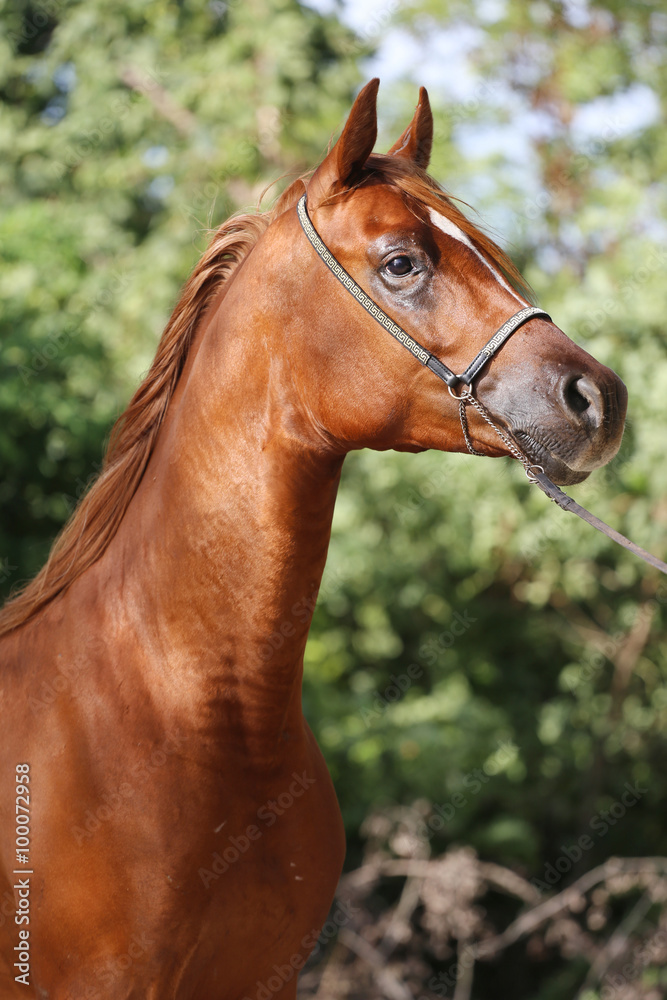 Fototapeta premium Portrait of arabian horse in the corral