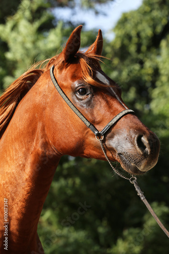 Side view portrait of beautiful arabian horse in summer corral