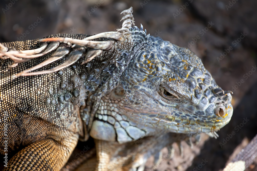 Fototapeta premium Iguana